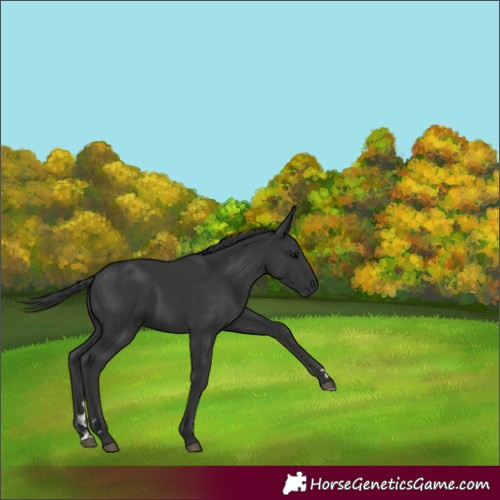 Horse Color:Black 