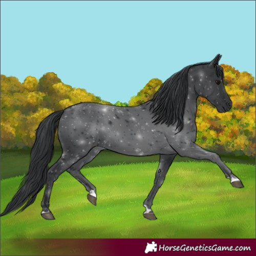 Horse Color:Black 