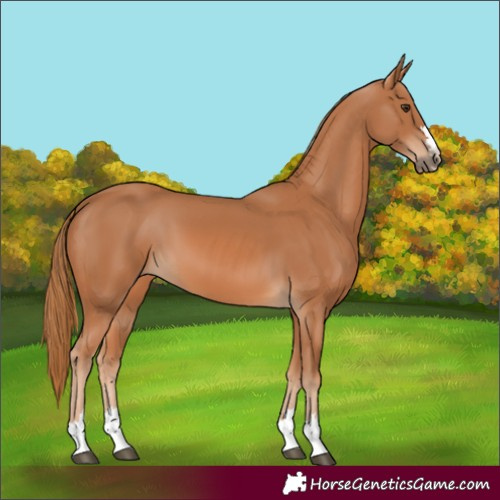 Horse Color:Chestnut 