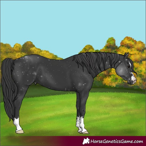 Horse Color:Black 