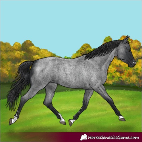 Horse Color:Blue Roan 