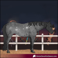 Horse Color:Black 