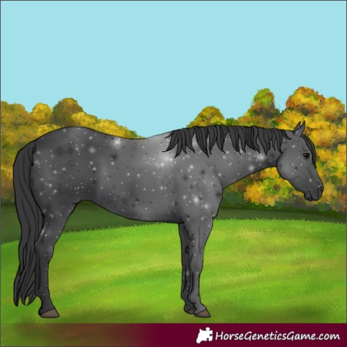 Horse Color:Black 
