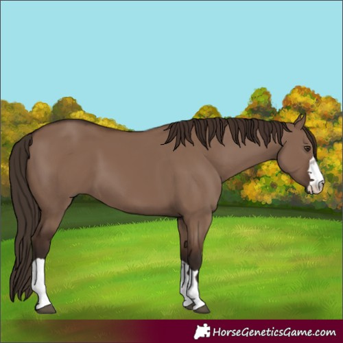 Horse Color:Liver Red Dun 