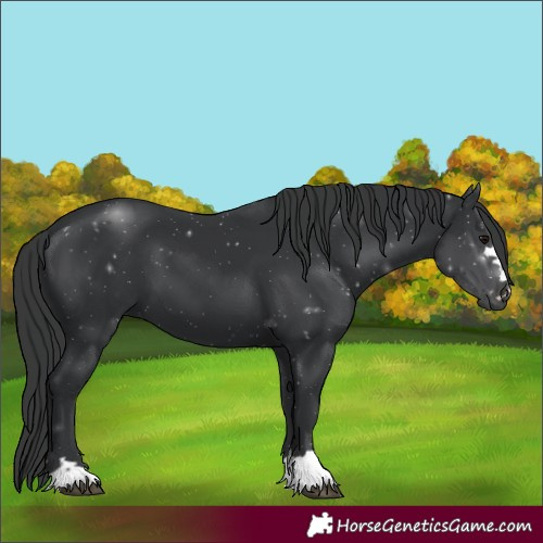 Horse Color:Black 
