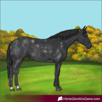 Horse Color:Black 