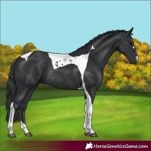 Horse Color:Black Tobiano Rabicano