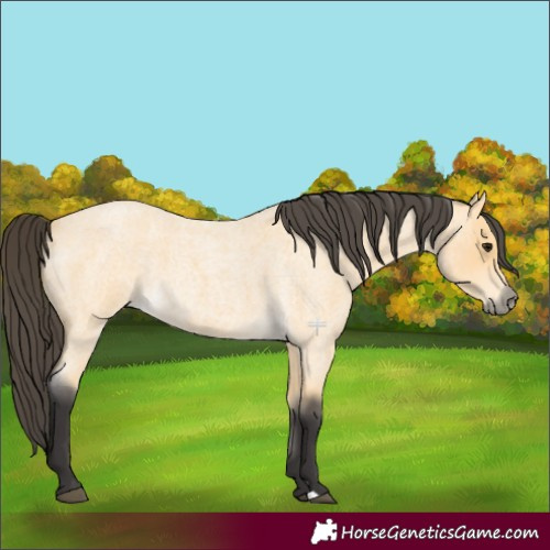 Horse Color:Buckskin Roan 