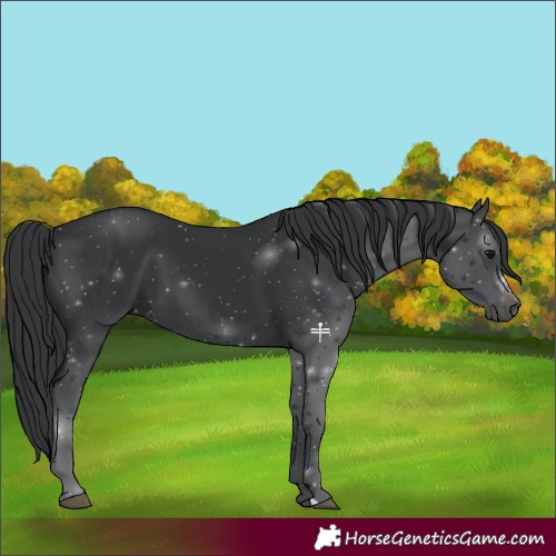 Horse Color:Black 