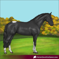 Horse Color:Black Tobiano Rabicano