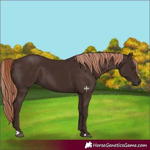 Horse Color:Liver Chestnut 