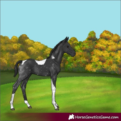 Horse Color:Black Tobiano 