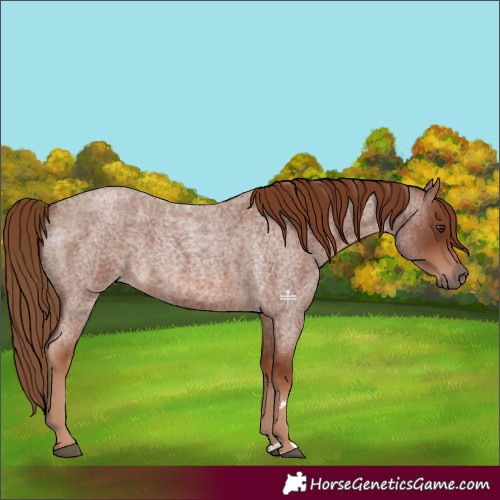Horse Color:Red Roan 