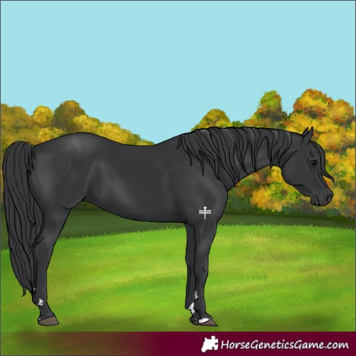 Horse Color:Black 