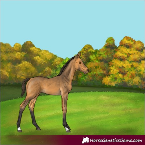 Horse Color:Buckskin
