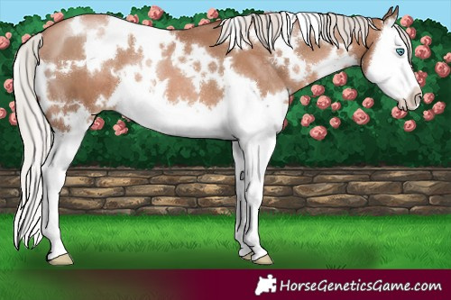 Horse Color:White Spotted Chocolate Silver Black Pearl Splash 