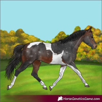 Horse Color:Brown Tobiano 