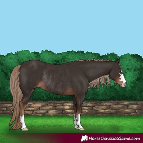 Horse Color:Liver Chestnut Rabicano 