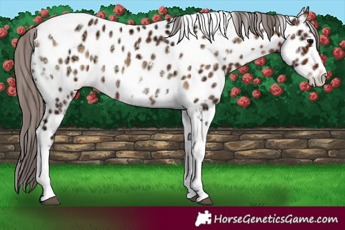 Horse Color:White Spotted Bay Ice Onyx Tobiano Appaloosa 