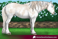 Horse Color:White Spotted Smoky Creme Splash