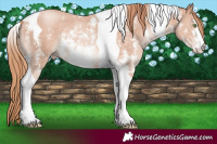 Horse Color:Gold Champagne Sabino Tobiano