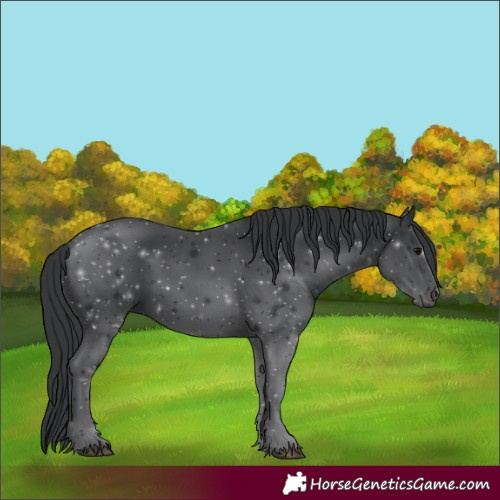 Horse Color:Black 