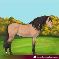 Horse Color:Bay Dun