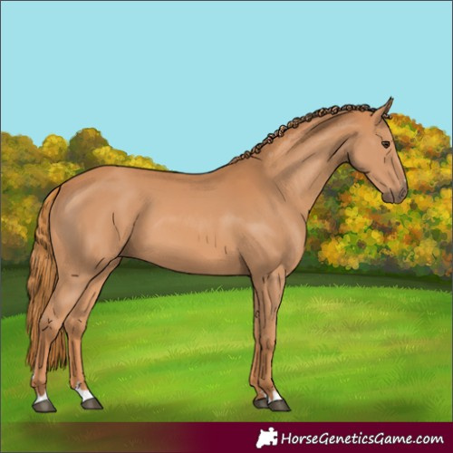 Horse Color:Chestnut 