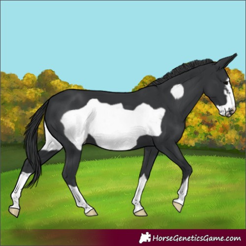 Horse Color:Black Frame 