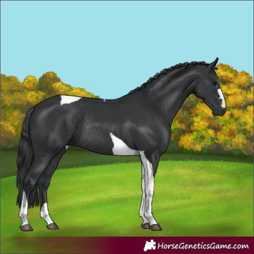 Horse Color:Black Tobiano Rabicano