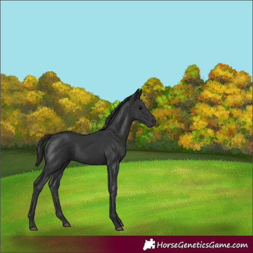 Horse Color:Black 
