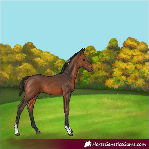 Horse Color:Bay Tobiano 