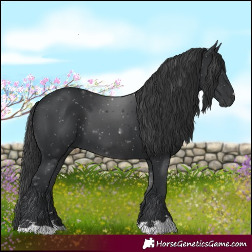 Horse Color:Black 