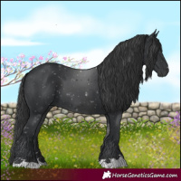 Horse Color:Black 