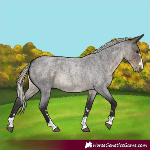 Horse Color:Silver Smoky Blue Roan 
