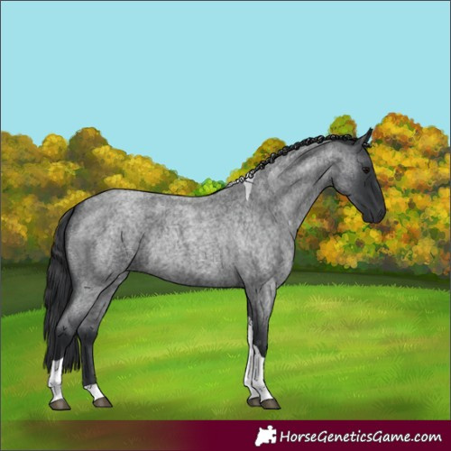 Horse Color:Blue Roan Tobiano Rabicano