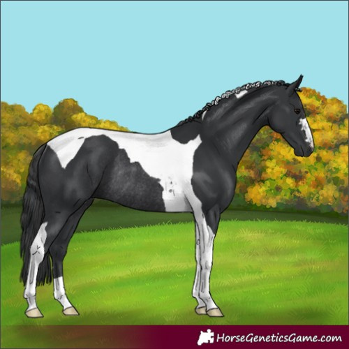Horse Color:Black Tobiano Rabicano