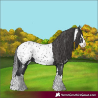 Horse Color:Black Splash Appaloosa 