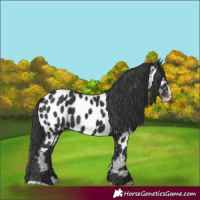 Horse Color:Black Splash Near Leopard 