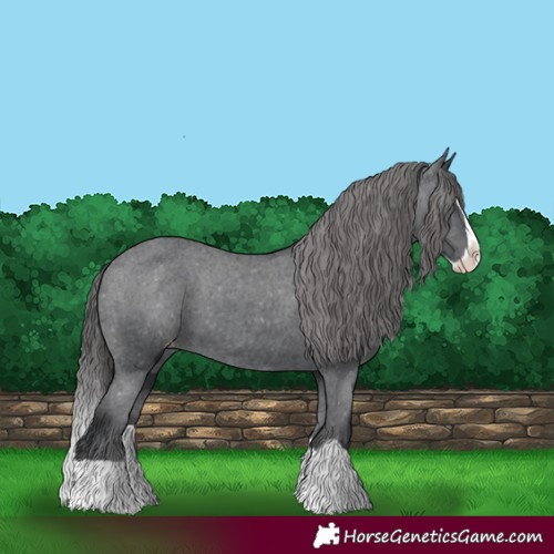 Horse Color:Black Splash Appaloosa 