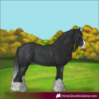 Horse Color:Black Splash Appaloosa
