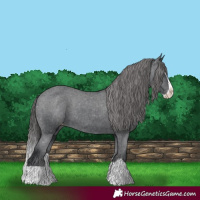 Horse Color:Black Splash Varnish 