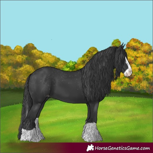 Horse Color:Black Splash Varnish