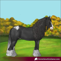 Horse Color:Black Splash Appaloosa 