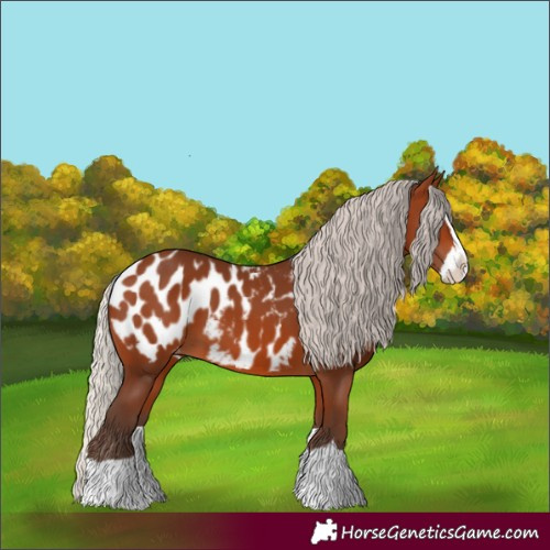 Horse Color:Silver Brown Splash Appaloosa 