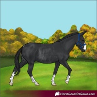 Horse Color:Black Rabicano 