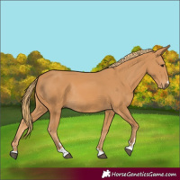 Horse Color:Chestnut Rabicano 