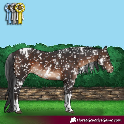 Horse Color:White Spotted Brown Tobiano Appaloosa 