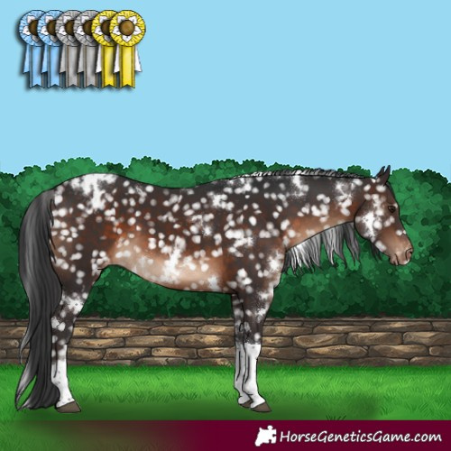 Horse Color:White Spotted Brown Tobiano Snowflake Varnish 