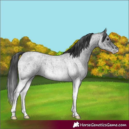 Horse Color:White Spotted Blue Roan Rabicano  and White Spotted Blue Roan Rabicano 